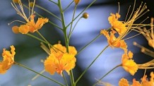金凤花花语