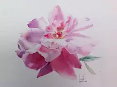 泰国著名大师笔下的水彩玫瑰