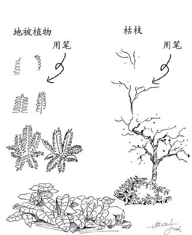 一些实用的 动漫植物速写技法…自己收藏，...