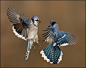 Studebaker漂亮的创意鸟类摄影作品