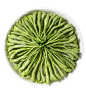 金银花