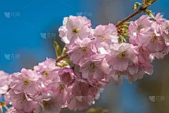樱花,春天,吉野樱花,留白,水平画幅,无人,日本,特写,室内,柔焦