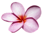 花 (11)