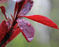 rain drops on leaves by angelameds-photos on deviantART