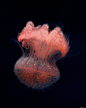 动物 鱼 水母 颜色 海上生活 无脊椎动物 动物摄影图片图片壁纸