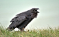General 2560x1600 animals birds raven