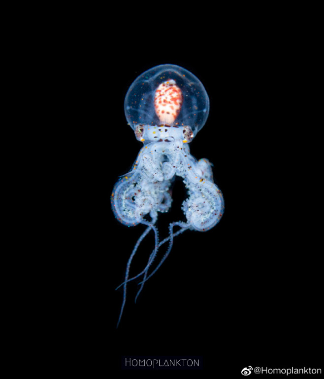 Wunderpus photogenic...