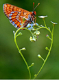   爱蝴蝶，花形成了一个心脏的方式