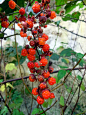 山莓（学名：Rubus corchorifolius）为蔷薇科悬钩子属的植物。分布于日本、越南、朝鲜、缅甸以及中国大陆的甘肃、西藏、东北、青海、新疆等地，生长于海拔200米至2,200米的地区，多生在向阳山坡、山谷、荒地、溪边和疏密灌丛中潮湿处，目前尚未由人工引种栽培。具有涩精益肾助阳明目、醒酒止渴、化痰解毒之功效，主治肾虚、遗精、醉酒、丹毒等症。叶性微苦，具有清热利咽、解毒、消肿、敛疮等作用，主治咽喉肿痛、多发性脓肿、乳腺炎等症，在湖南湘西地区，群众常将嫩叶捣碎饲喂动物治疗腹泻。