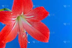 橘红色的百合花在蓝色的背景上。浪漫的概念，贺卡。空间的文本。本空间