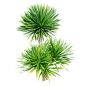 丝兰