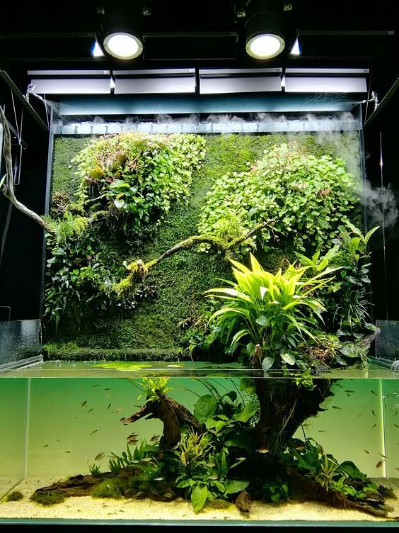 nature aquarium,Taka...