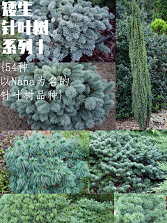 XYAAA采集到植物材料-花境植物品种(灌木/宿根and观赏草)