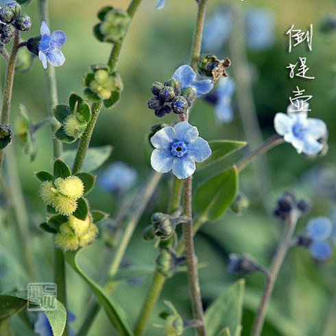 倒提壶 Cynoglossum amab...