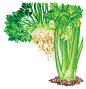 ILLUSTRATION: KEITH WARD  Learn how to grow your own stalk celery, cutting celery and celeriac for a crunchy, flavorful addition to your organic garden.    Read more: http://www.motherearthnews.com/multimedia/image-gallery.aspx?id=2147497924#ixzz26wL7HNef