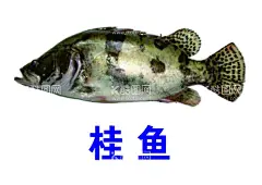 水产品海鲜大咖素材矢量图桂鱼  - 源文件下载【酷图网】水产品,海报海鲜大咖,素材矢量图,海鲜,海底食物,虾,蟹,贝,蚝,烤鱼,抠图大闸蟹,大虾,生蚝,扇贝,鱿鱼,章鱼,