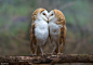 “吻”
摄影：Leslie Arnott
-
心形脸盘的仓鸮，“接吻”时也组成了一个心形~ ​​​​