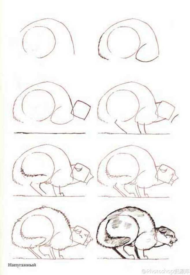 猫咪狗狗