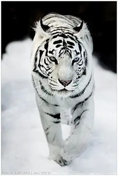 #虎#Winter Walk by Tataxa / Big Cats看我的猫步，华丽丽的白虎舞步。