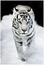 #虎#Winter Walk by Tataxa / Big Cats看我的猫步，华丽丽的白虎舞步。