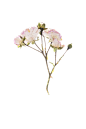 压制干花-DOOOOR