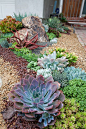 New front entry succulent tapestry in La Jolla. Photo/Kyle Short. Designer/Laura Eubanks at Design For Serenity: 