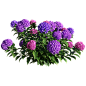 Hydrangea macrophylla紫色绣球花丛3D模型（OBJ,FBX,MAX）