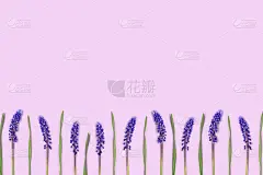 一排紫色的麝香菌花在紫色的背景上。