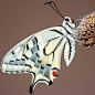 004couture on Instagram: “Lovely butterfly! #butterflies @butterflyrealm #naturephotography #fashioninspo”