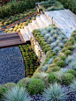 Grasses: 