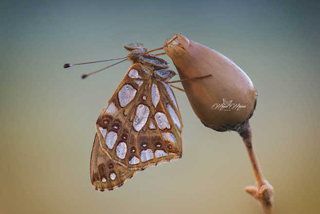 Argynnis by mauro ma...