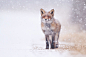 雪中狐 ​​​​