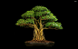 General 2560x1600 bonsai