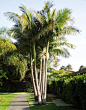 Bangalow palm (aka King palm, Illawara palm, piccabben, piccabeen) - native to Australia