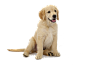 拉布拉多犬PNG