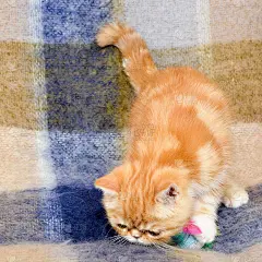 异国情调的小猫咪彩红大理石正在格子绒毯上玩玩具