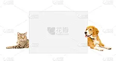 苏格兰直猫和比格尔犬从横幅后面窥视