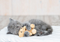 小猫咪和玩具熊在家里的床上睡觉，萌宠，可爱的宠物猫咪，麦萌，Macdown素材图片，动物世界，超清图片