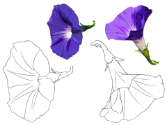 双面ι采集到各式花卉花朵叶子线稿上色稿手稿集║图片来源公众号—旭旭素材