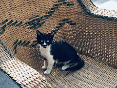 简三三采集到猫咪の日记