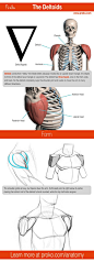 Learn how to draw the deltoids! More anatomy drawing lessons at proko.com/anatomy