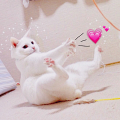 sss孙小猫采集到萌宠