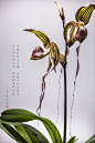 【兰花赋摄影图片】生态摄影_太平洋电脑网摄影部落