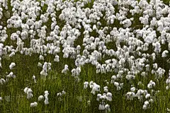 羊胡子草,冰岛国,北极,草地,自然,棉花,非都市风光,水平画幅,无人,夏天