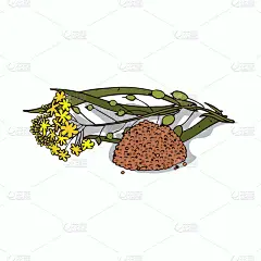 孤立的亚麻荠