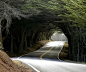美国加利福尼亚州门多西诺郡的天然树隧道，座落于海滨沙滩北部的1号高速路。这条树隧道是1号高速路的标志性地点，同时也是当地驾驶者的最爱。