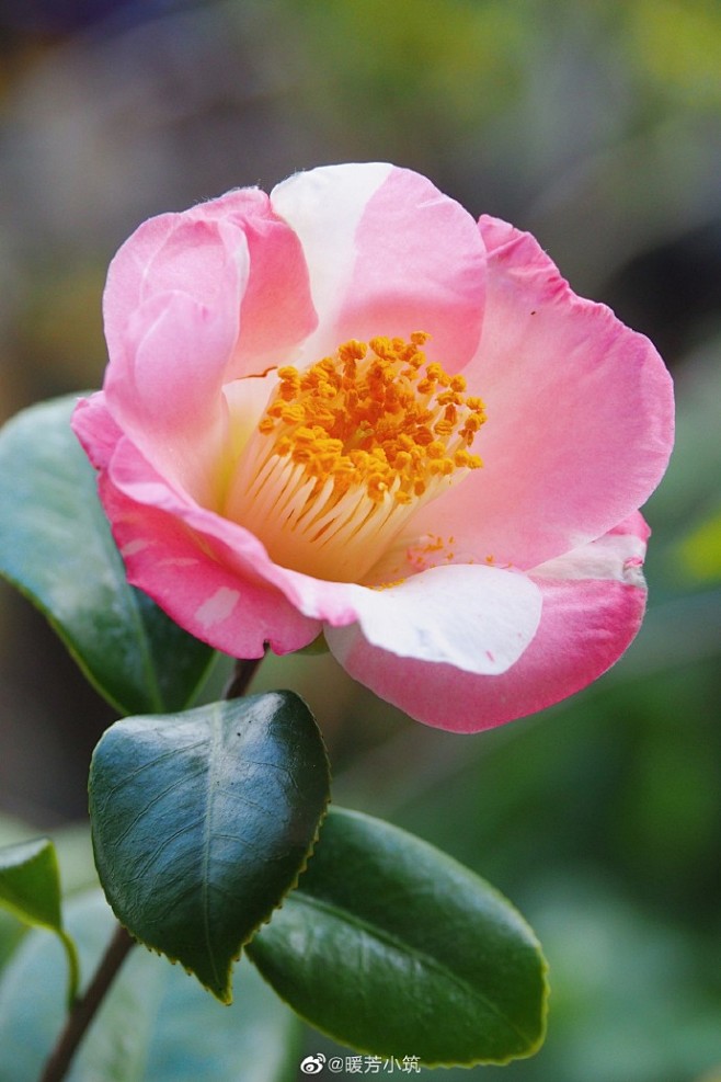 日本茶花羽衣乐天古都之像琴音千日大手毬秋艸67676767