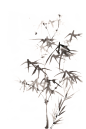 水墨画清竹