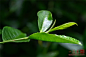 藏茶-2