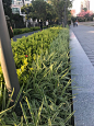 银边山菅兰